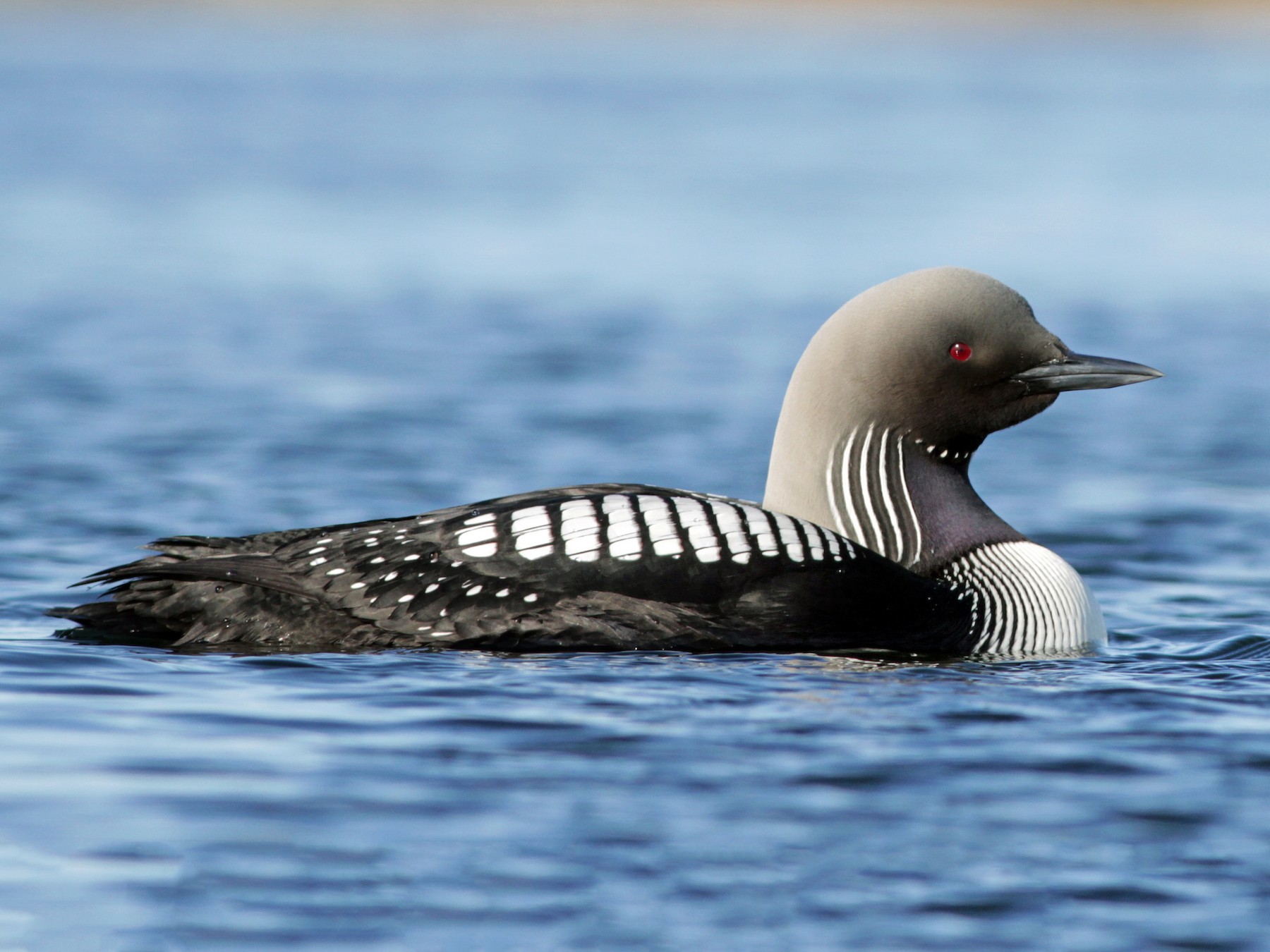 Pacific Loon - eBird