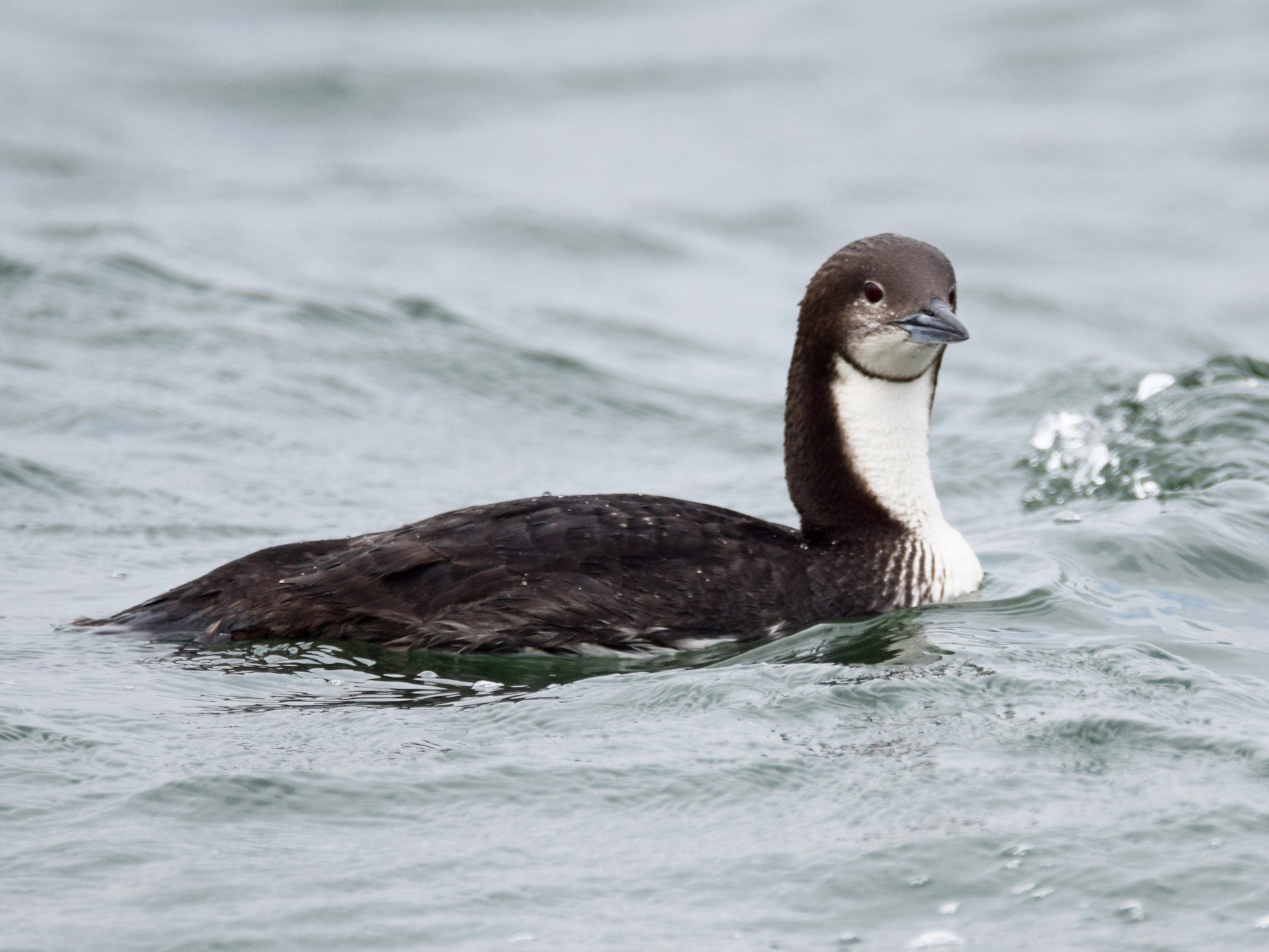 Pacific Loon - Perry Doggrell