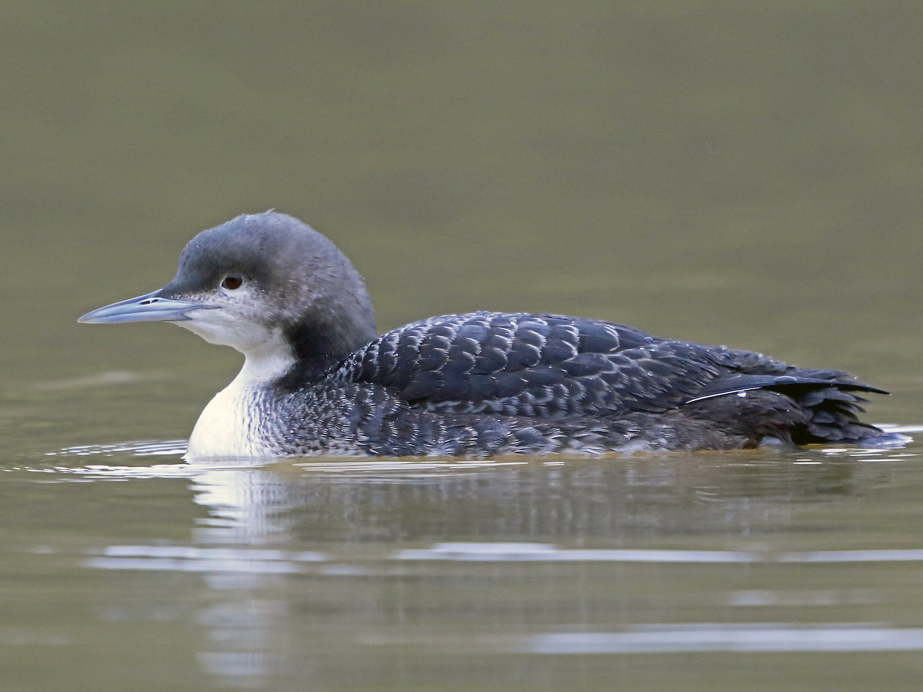 Pacific Loon - eBird