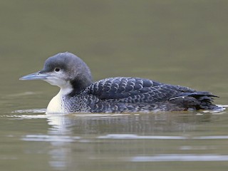 未成鳥 - Nigel Voaden - ML63917551