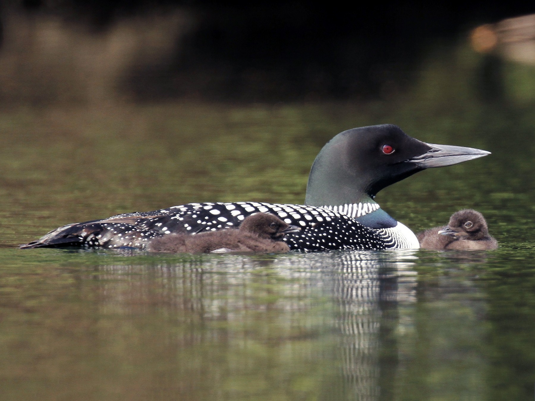 Common Loon - Julie Filiberti