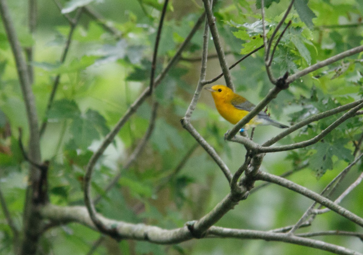Prothonotary Warbler - ML63919441