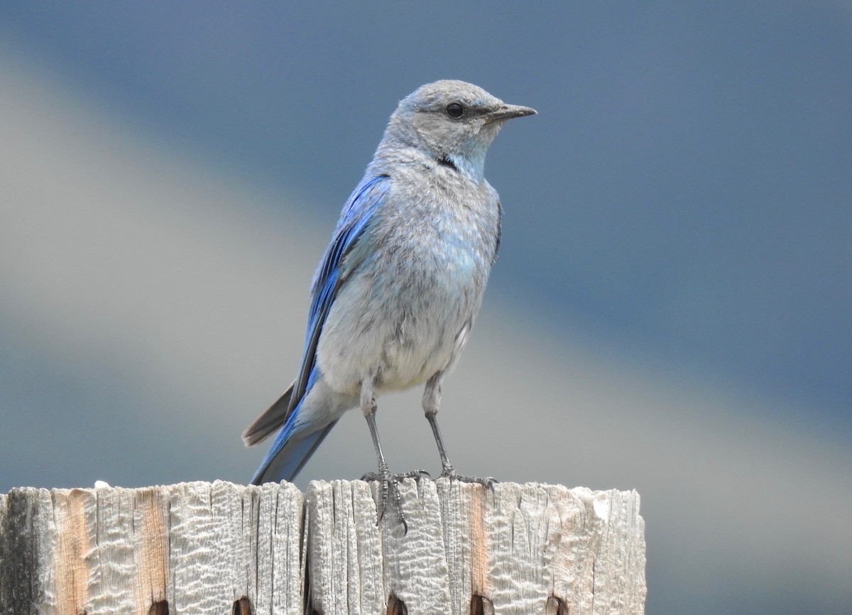 Mountain Bluebird - Van Remsen