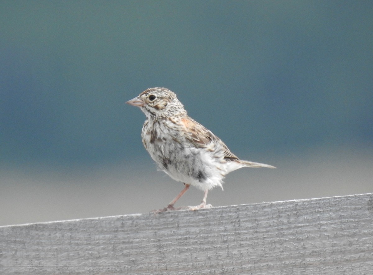 Vesper Sparrow - Van Remsen
