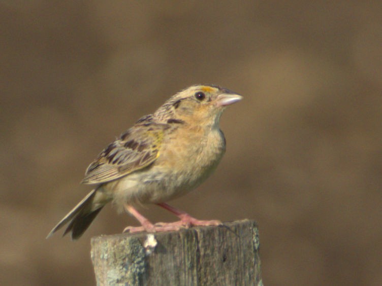 Grasshopper Sparrow - ML63922911