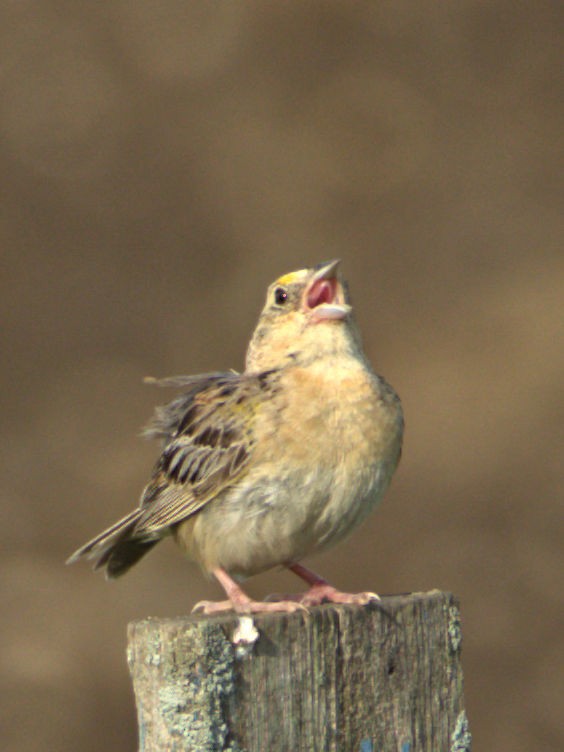 Grasshopper Sparrow - Kenneth Schneider