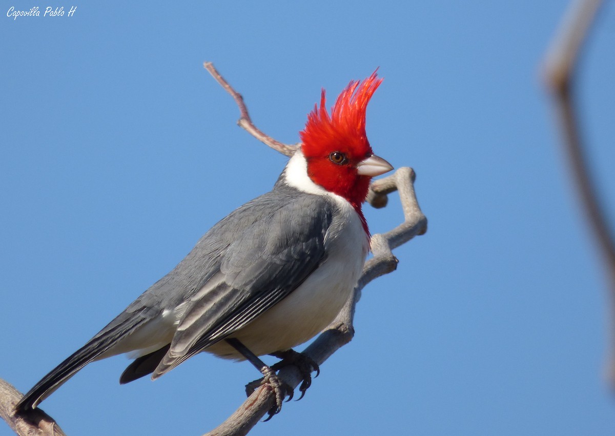 Red-crested Cardinal - ML63926441