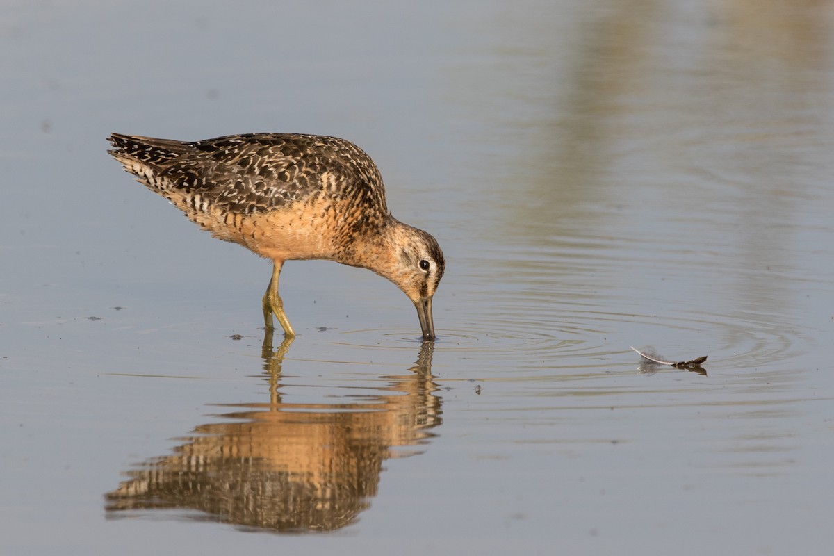 Long-billed Dowitcher - ML63926451