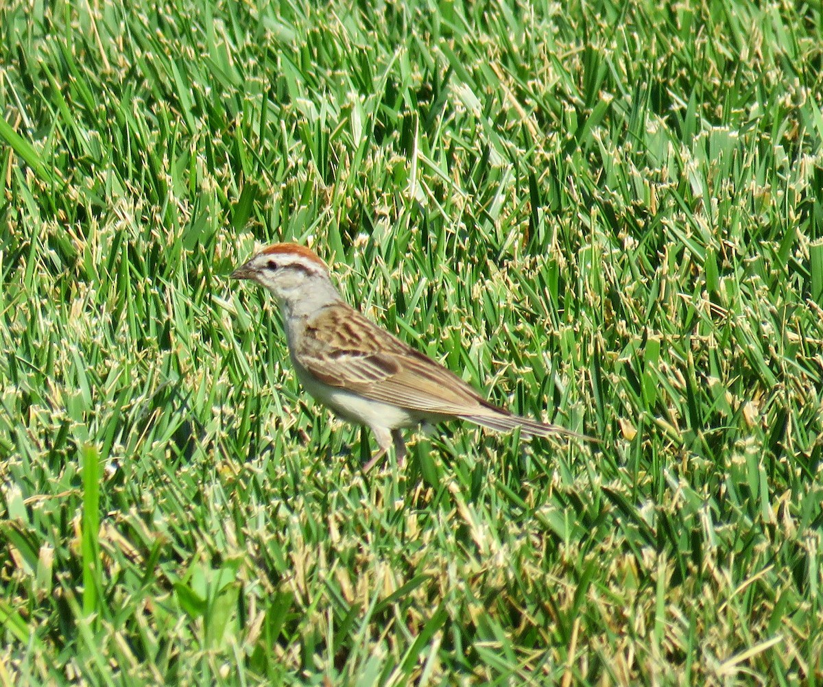 Chipping Sparrow - ML63927371