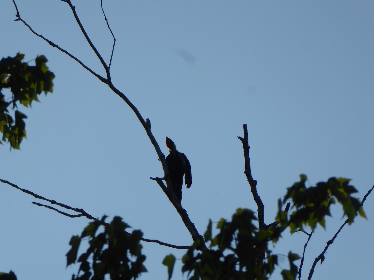 Pileated Woodpecker - elwood bracey