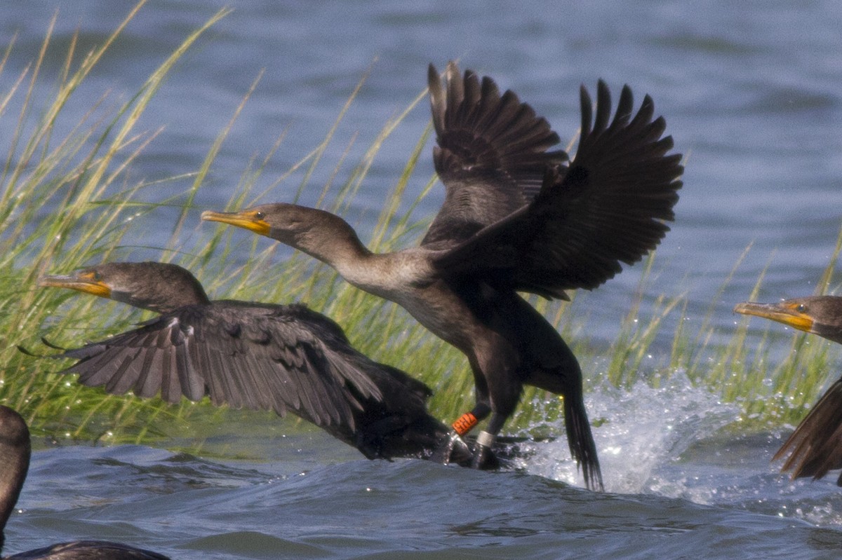 Double-crested Cormorant - Samuel Paul Galick
