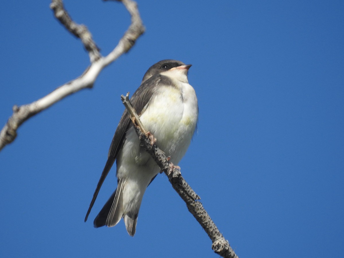 Tree Swallow - Mark W11 Kulstad