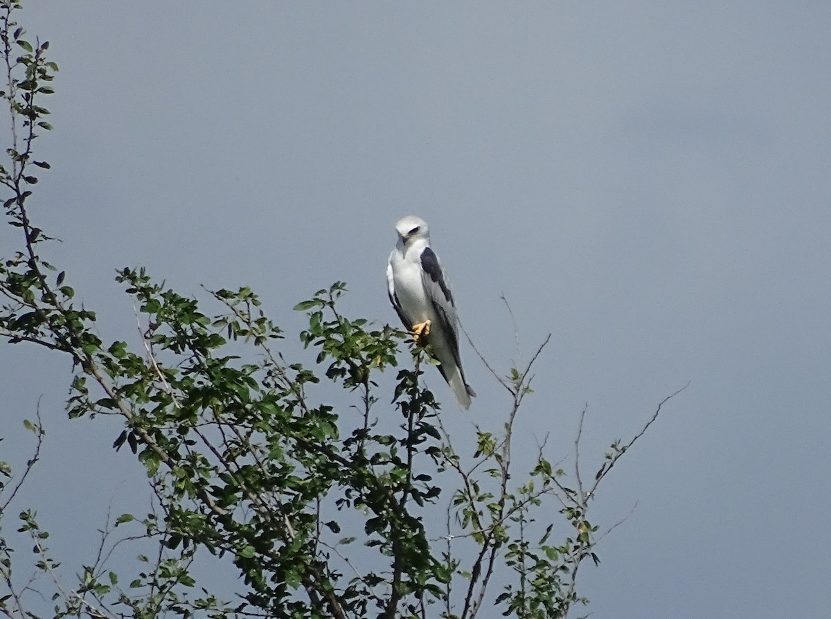 White-tailed Kite - Julio Acosta  ES Tour Guide