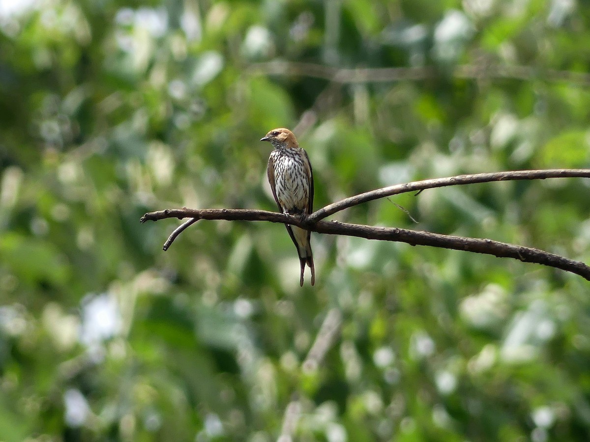 Lesser Striped Swallow - Bob Andrews