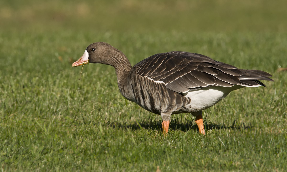 Greater White-fronted Goose - Dave Furseth