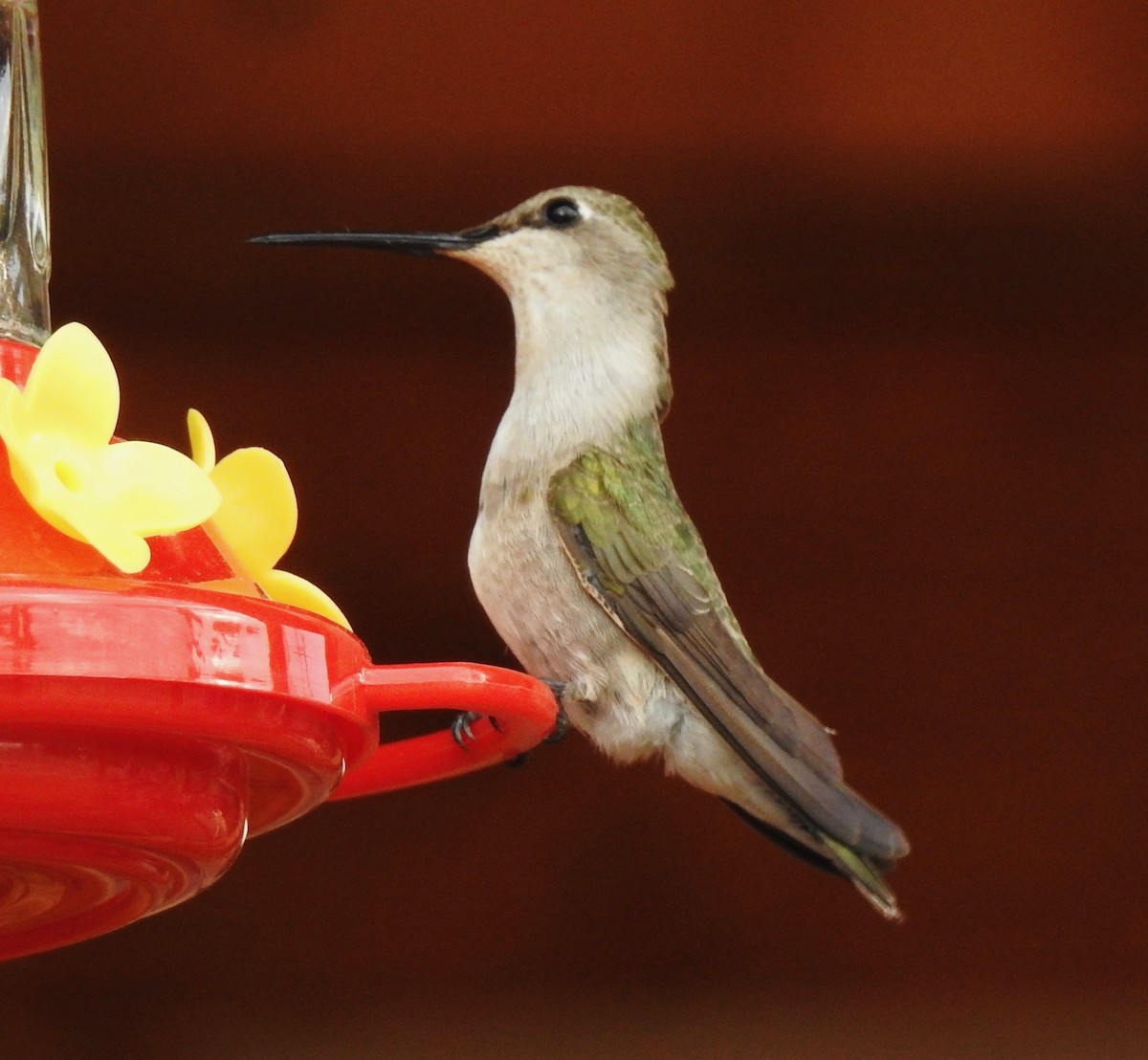 Black-chinned Hummingbird - Van Remsen