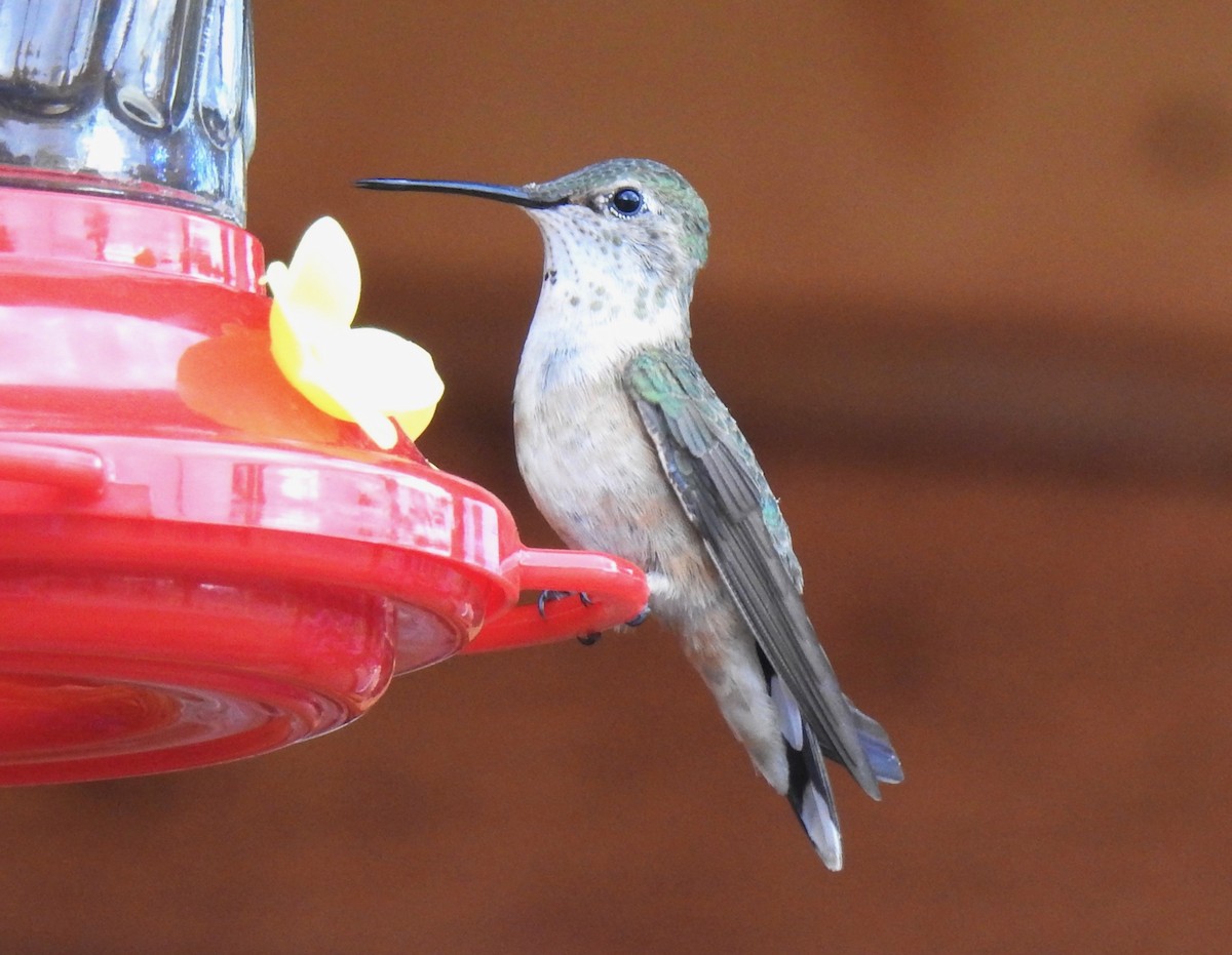 Broad-tailed Hummingbird - Van Remsen