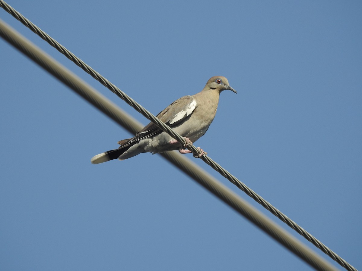 White-winged Dove - ML63936931