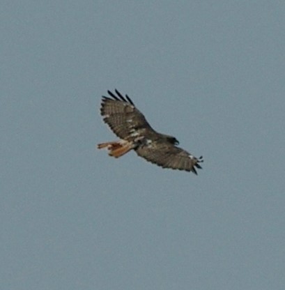 Red-tailed Hawk - ML63937041