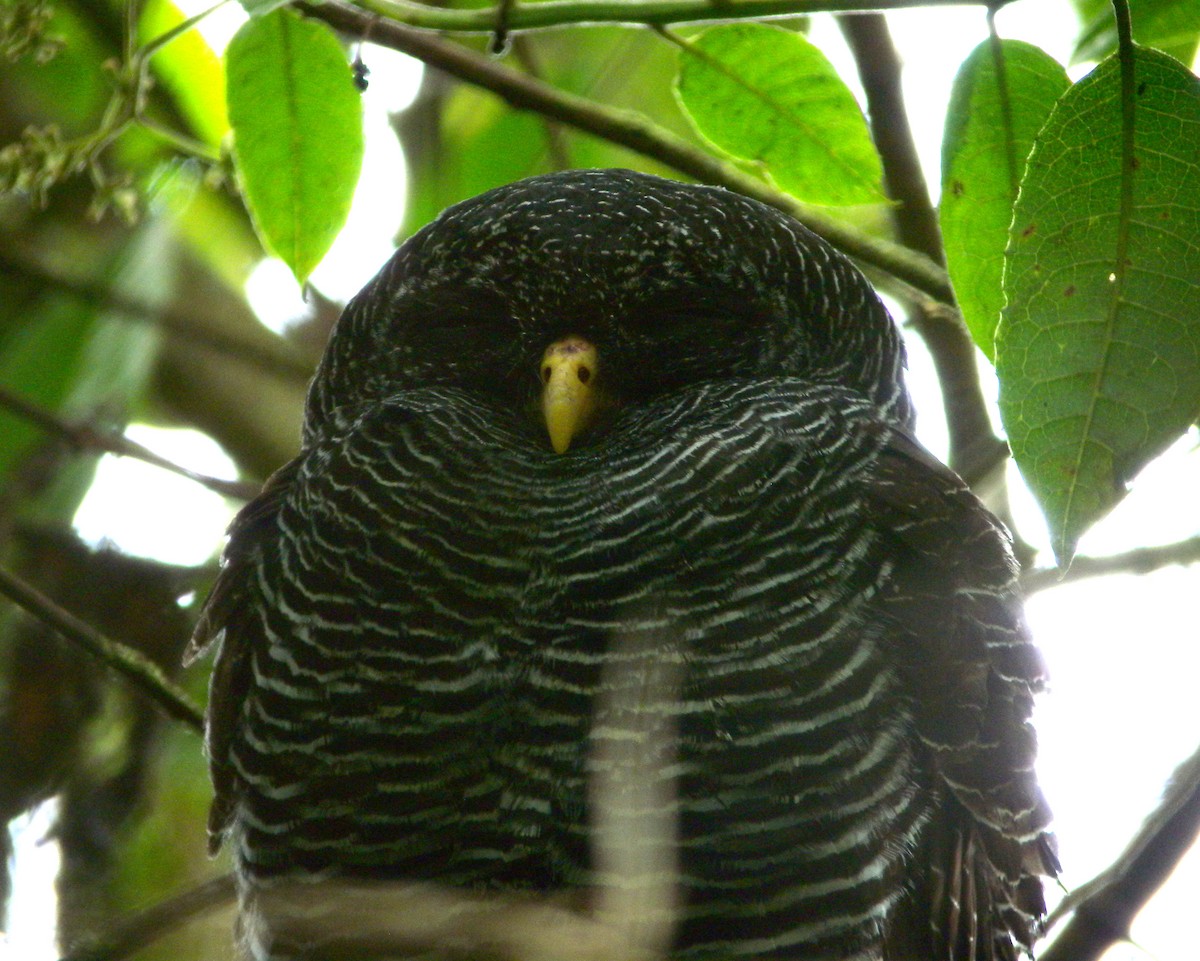 Black-banded Owl - Mark Vukovich