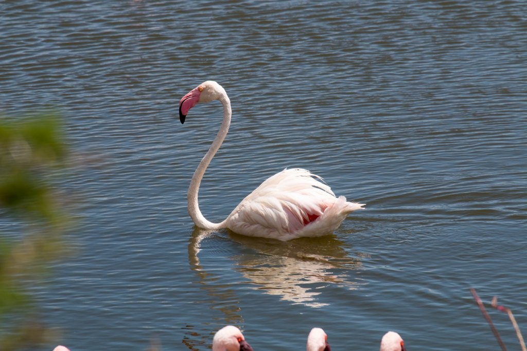Greater Flamingo - Hickson Fergusson