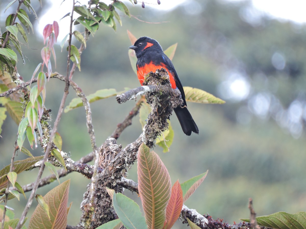 Scarlet-bellied Mountain Tanager - ML63939831