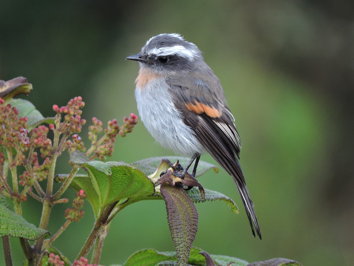 Rufous-breasted Chat-Tyrant - ML63939891