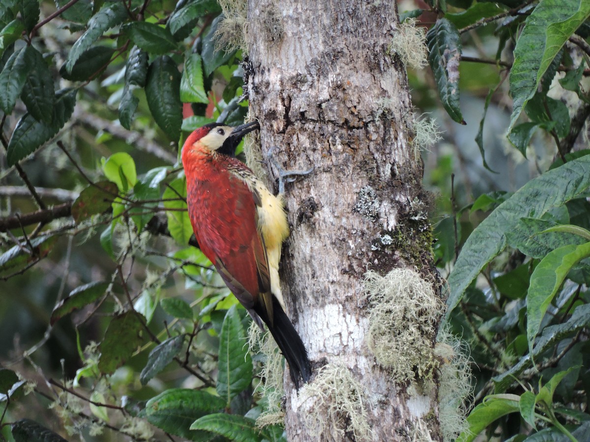 Crimson-mantled Woodpecker - Edwin Munera