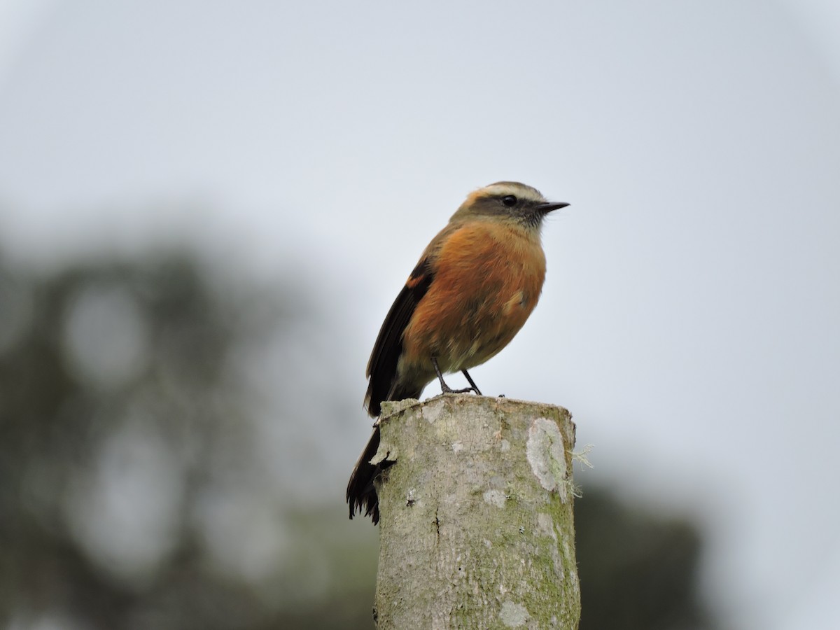 Brown-backed Chat-Tyrant - ML63940671
