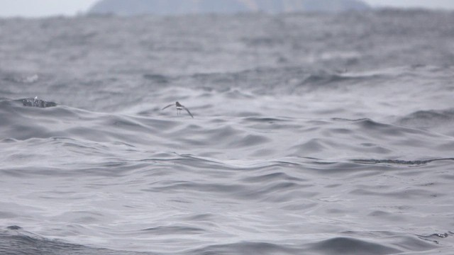  - Pincoya Storm-Petrel