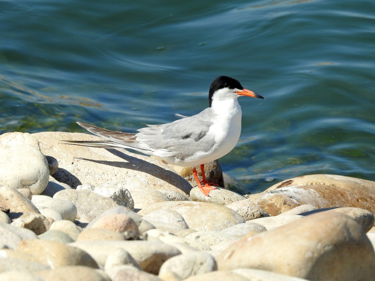 Forster's Tern - Mary Rumple