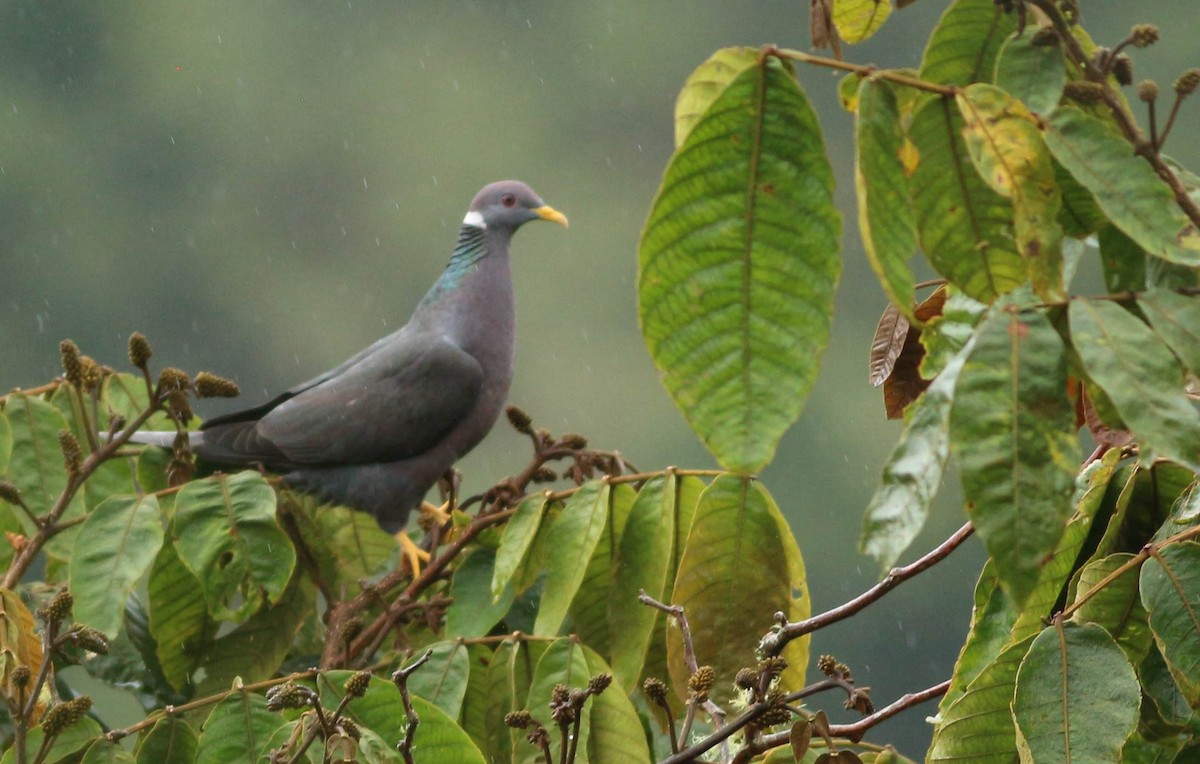 Band-tailed Pigeon - Julian Zuleta (Organización Ambiental Vida silvestre)