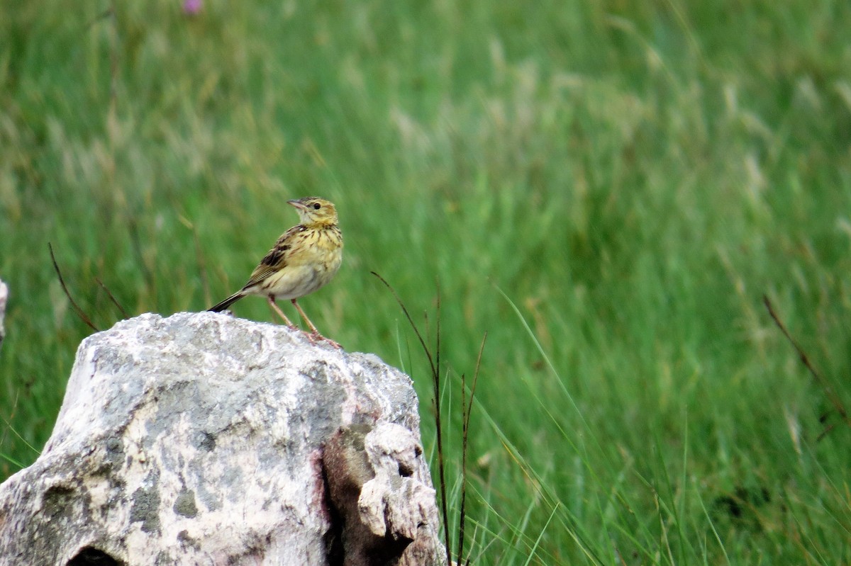 Ochre-breasted Pipit - Holly Sweeney