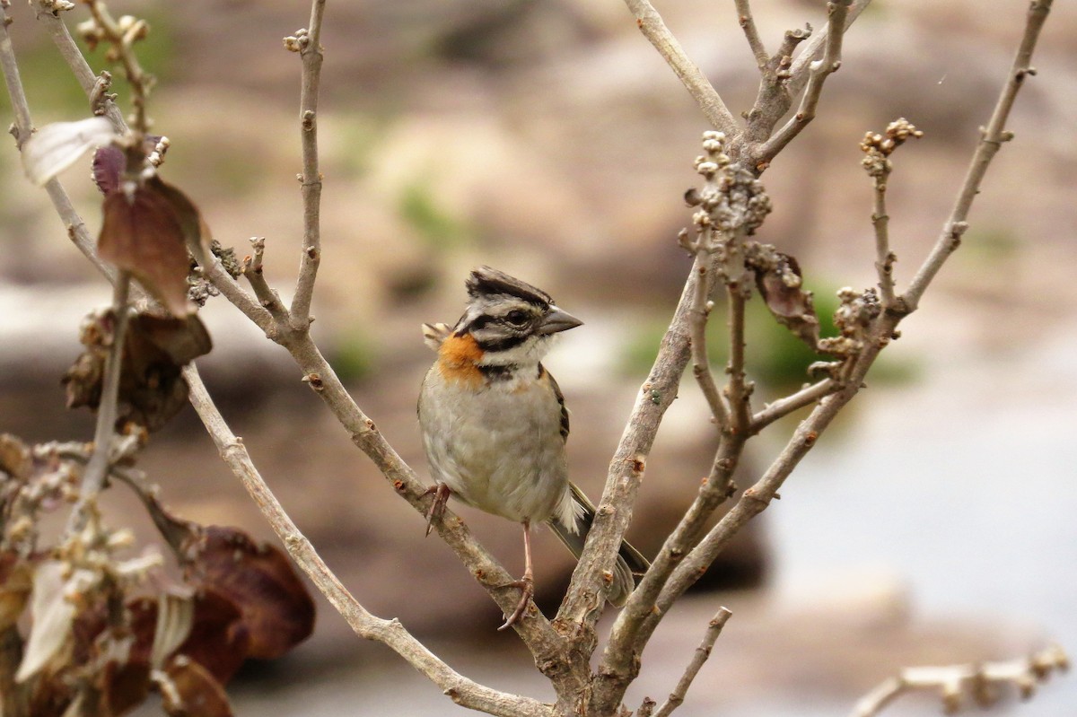Rufous-collared Sparrow - Holly Sweeney