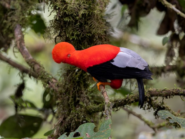How to Recommend a Site for Bird Conservation: Essential Tips