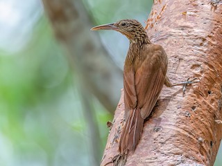 What Birds Use a Holm Oak As a Habitat: Discover Top Species
