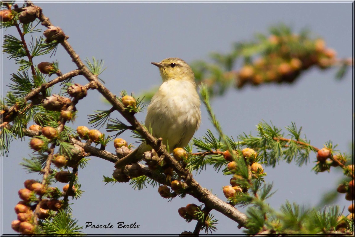 Tennessee Warbler - Pascale Berthe