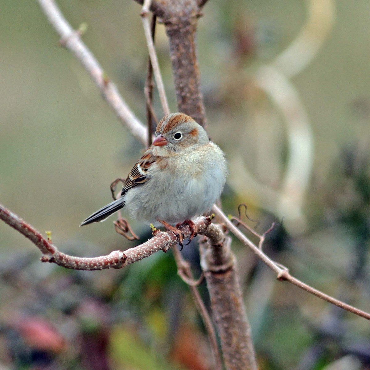 Field Sparrow - Cindy Franklin