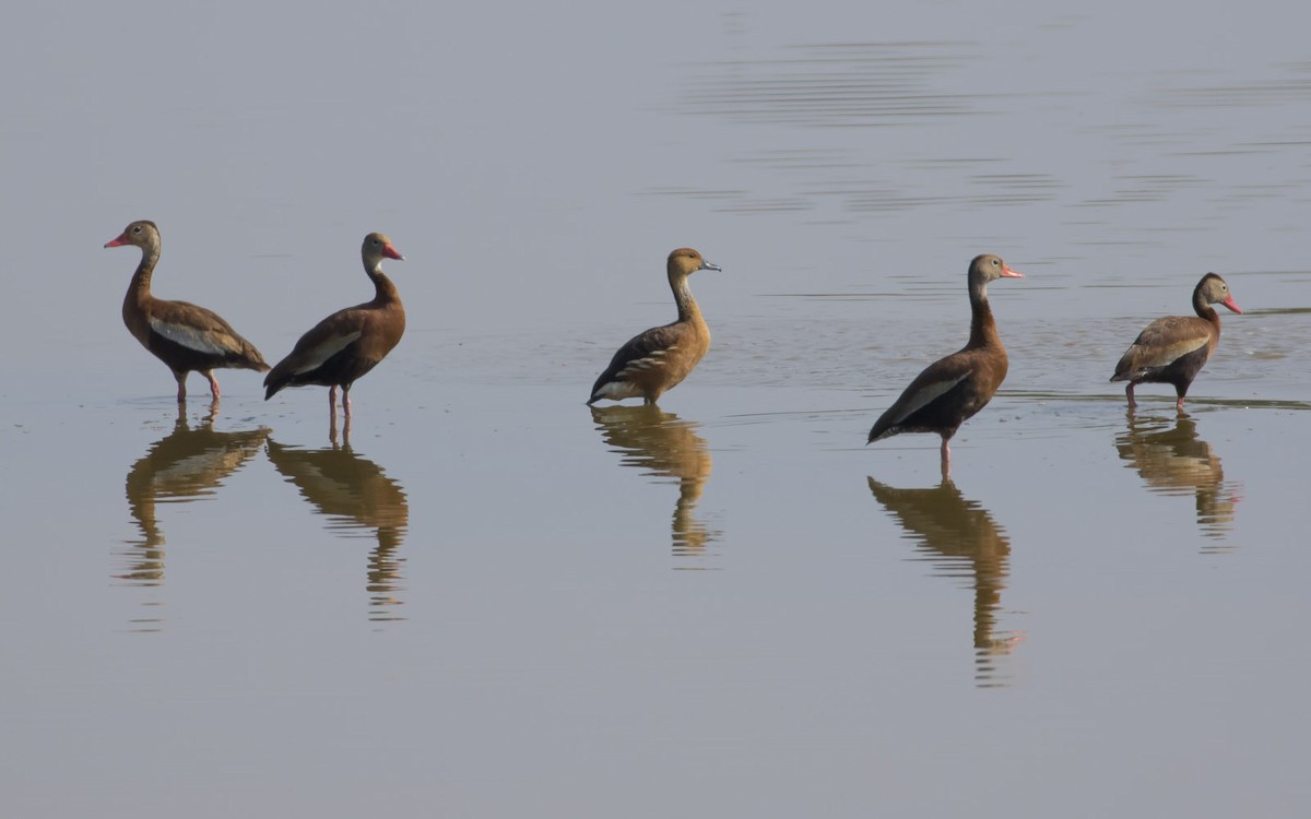 Fulvous Whistling-Duck - Michael Todd
