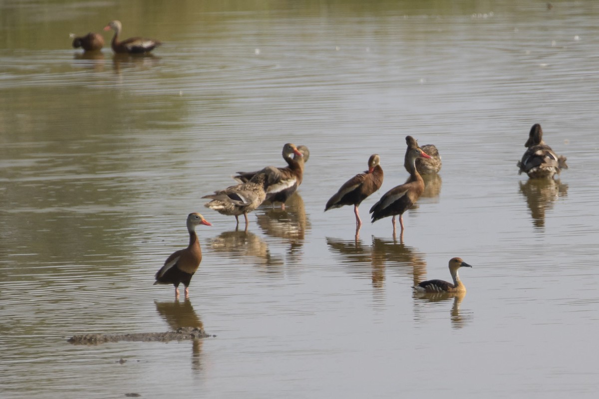 Fulvous Whistling-Duck - ML63954521