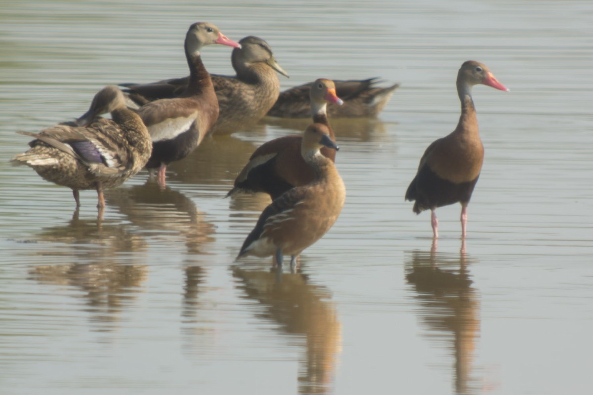Fulvous Whistling-Duck - ML63954531