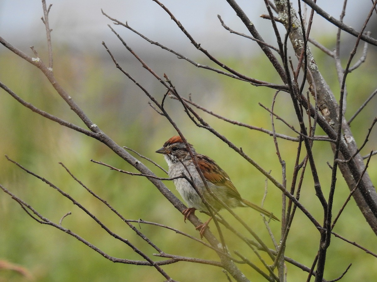 Swamp Sparrow - Pam Rasmussen