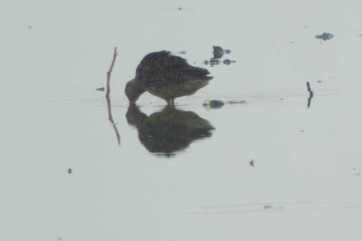 Long-billed Dowitcher - ML63955561