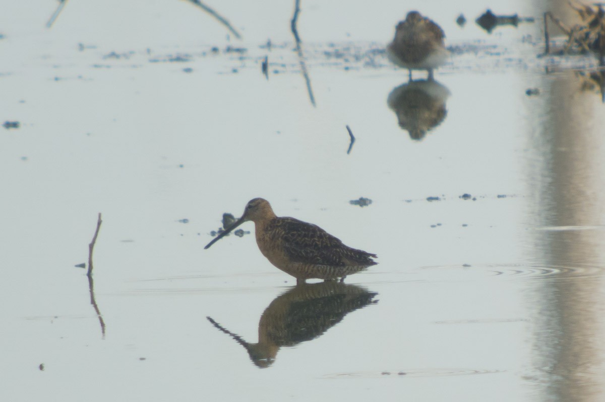 Long-billed Dowitcher - ML63955571