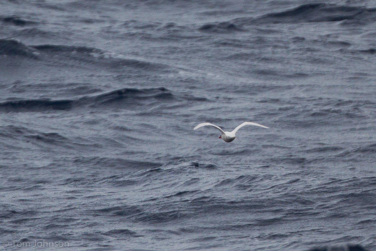 Red-tailed Tropicbird - ML63956291