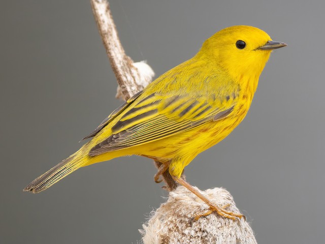 When Do Bird Migrations Begin in Florida: Key Seasonal Insights