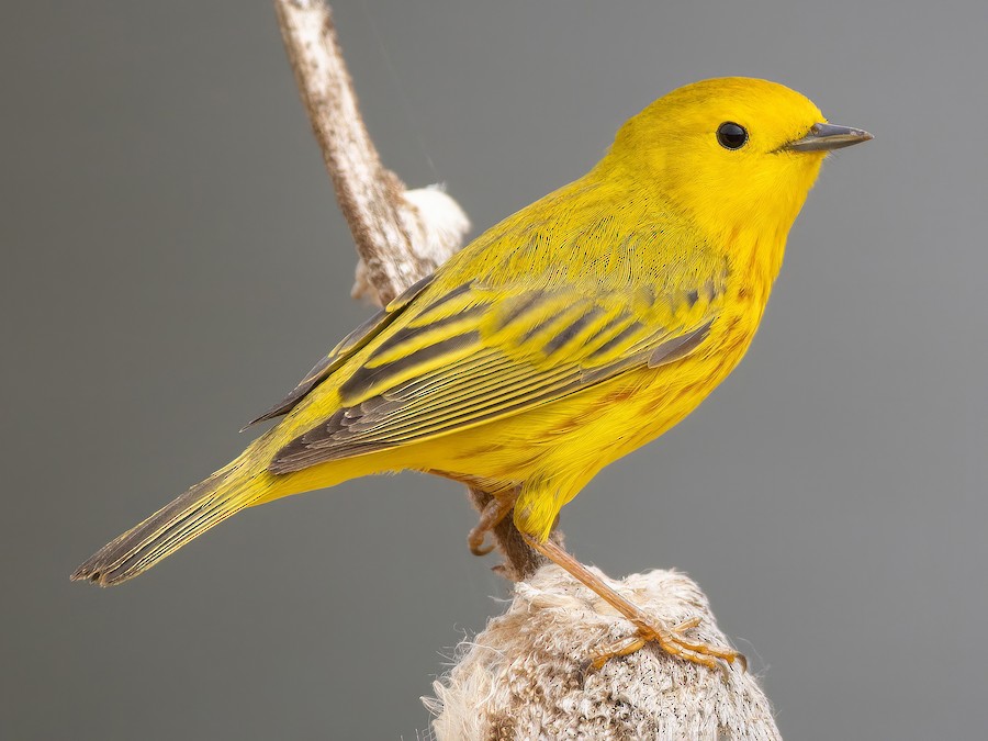 Northern Yellow Warbler