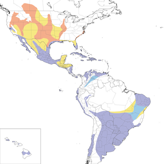 Distribution of the Black-necked Stilt - Range Map