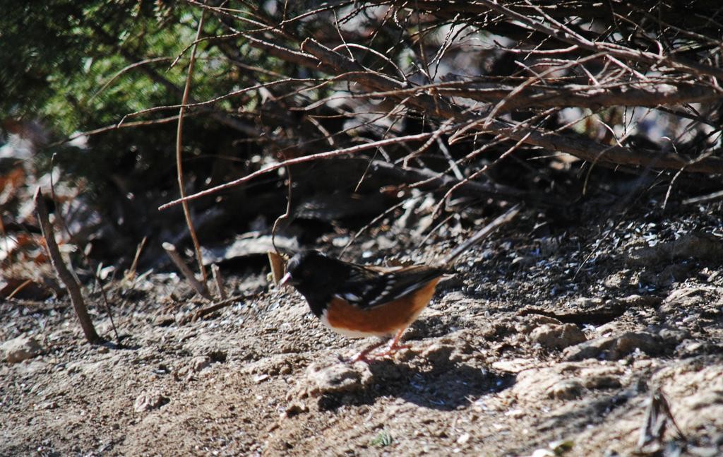 Spotted Towhee - ML63959761