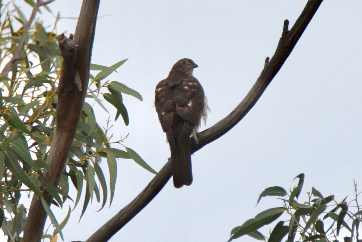 Collared Sparrowhawk - ML63960871